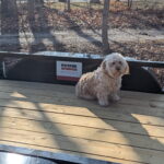 Our dog on the 6.5' by 14' tandem axle trailer, approved for use at Potter Storage in Morton, IL